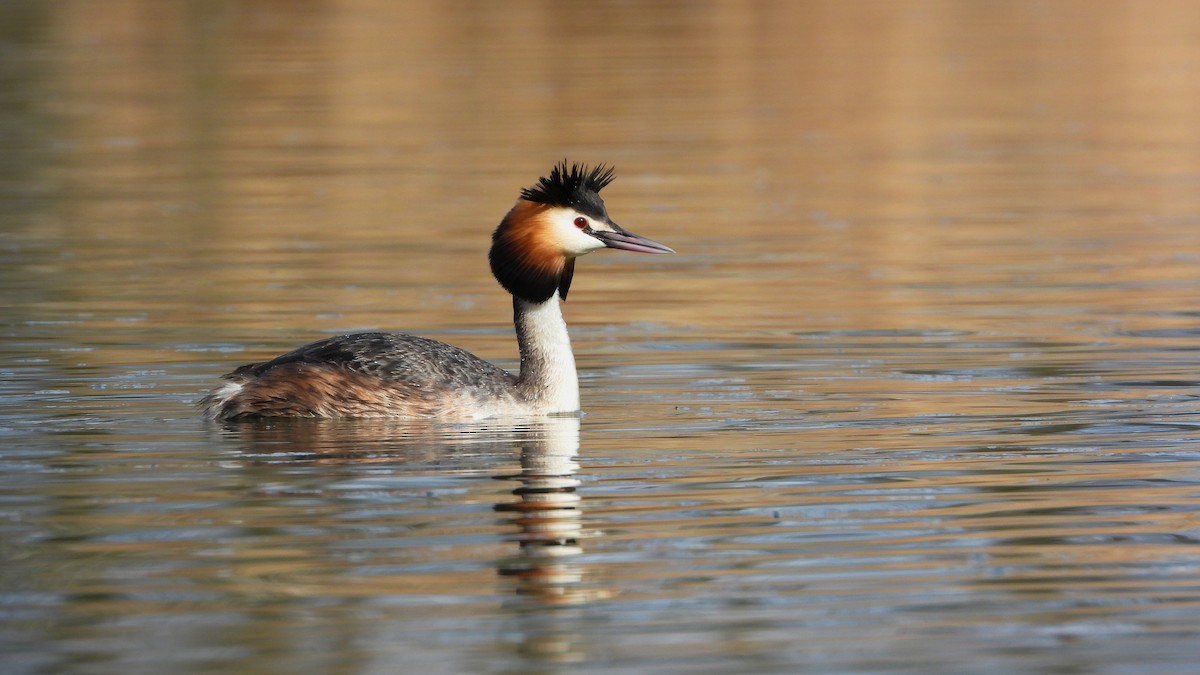 Great Crested Grebe - ML553072691