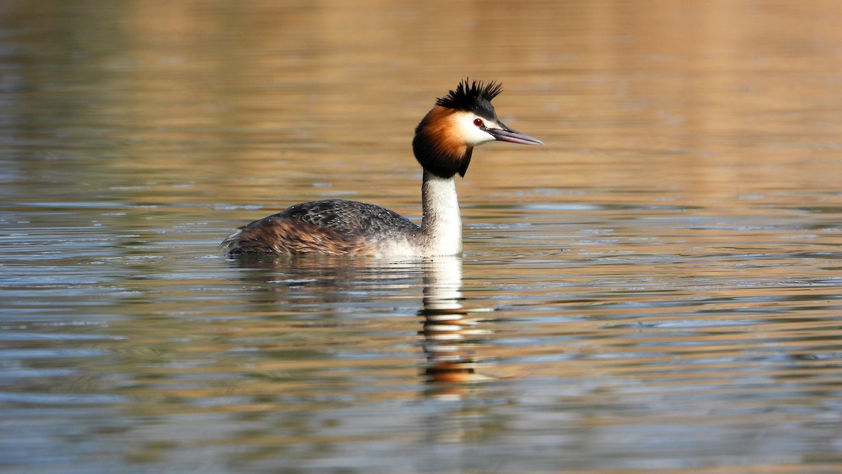 Great Crested Grebe - ML553072701