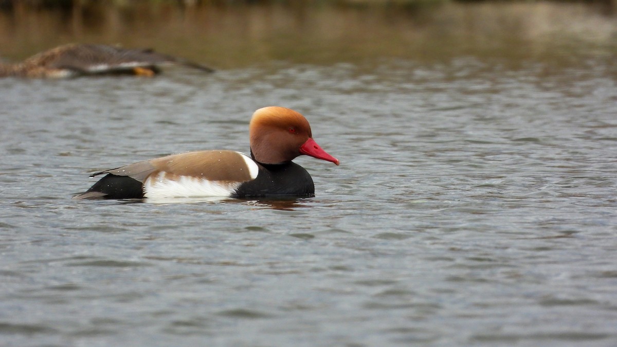 Red-crested Pochard - ML553073151