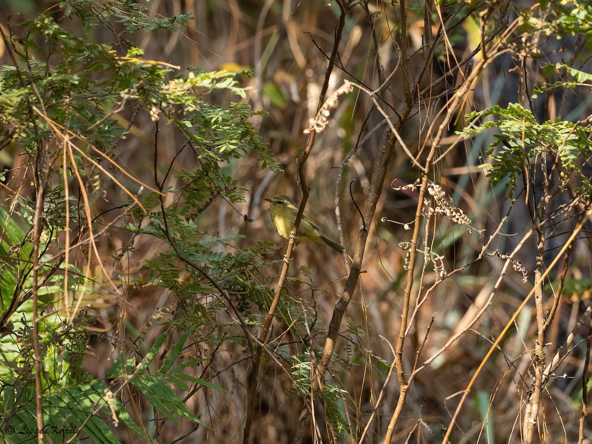 Buff-throated Warbler - ML553073171