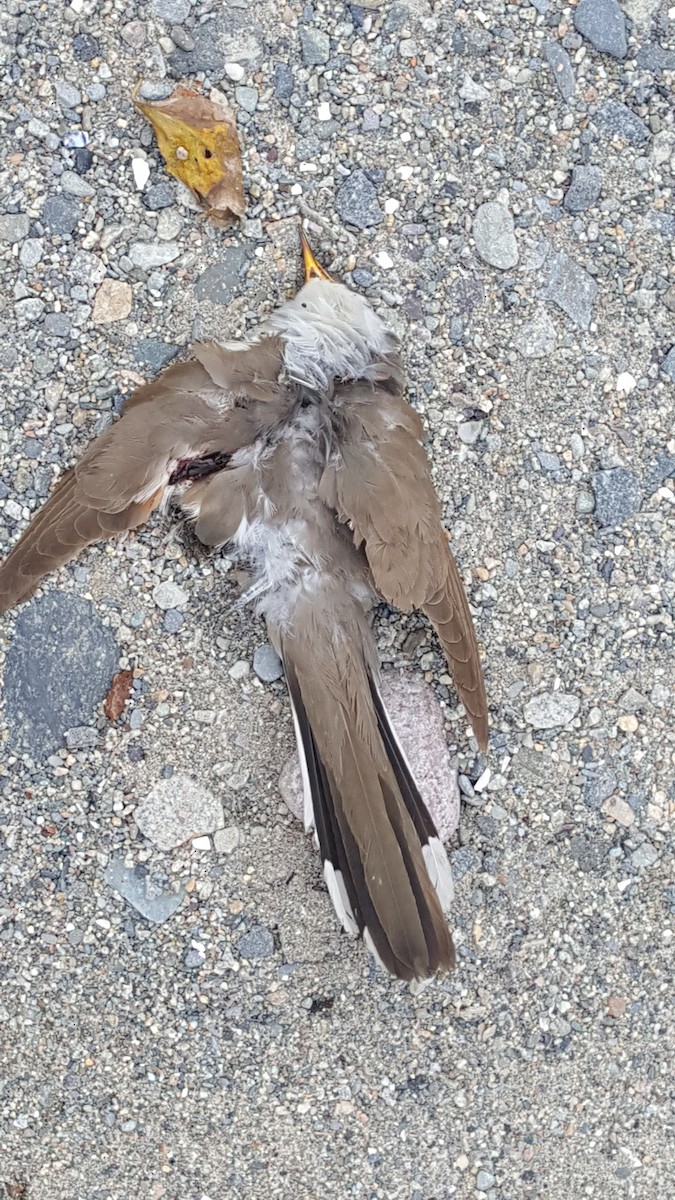 Yellow-billed Cuckoo - Dennis Peacock