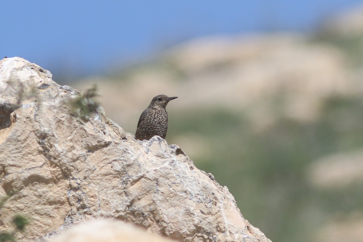 Blue Rock-Thrush - ML553074121