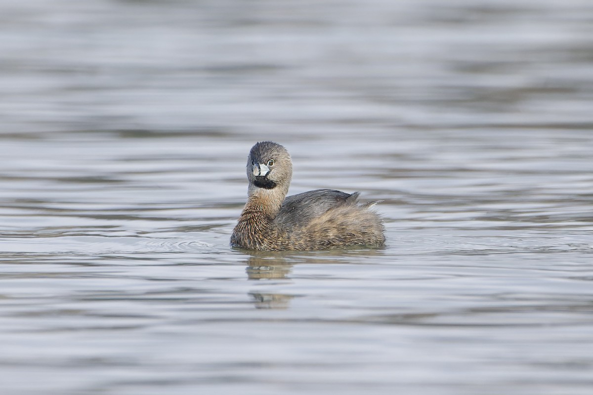 Pied-billed Grebe - Phil Thompson