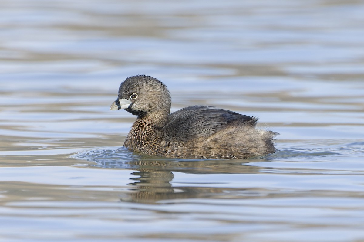 Pied-billed Grebe - Phil Thompson