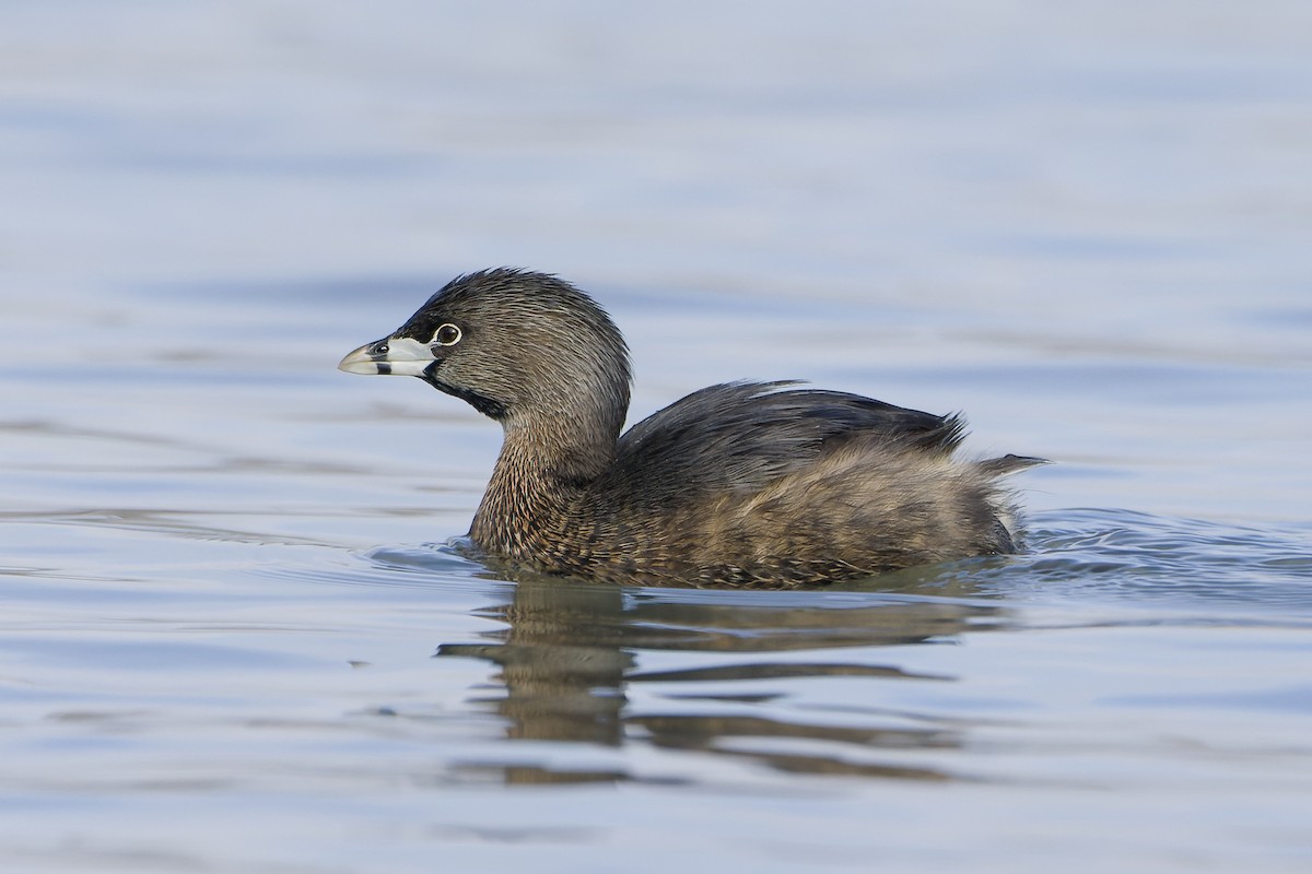 Pied-billed Grebe - Phil Thompson