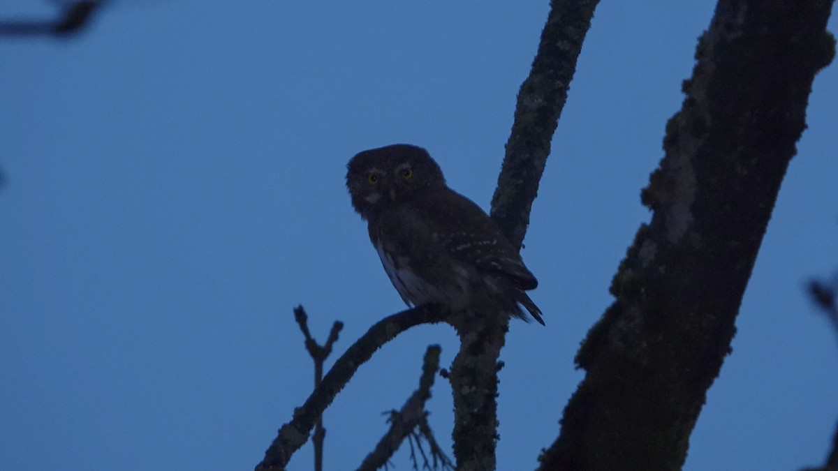 Eurasian Pygmy-Owl - Patrik Spáčil