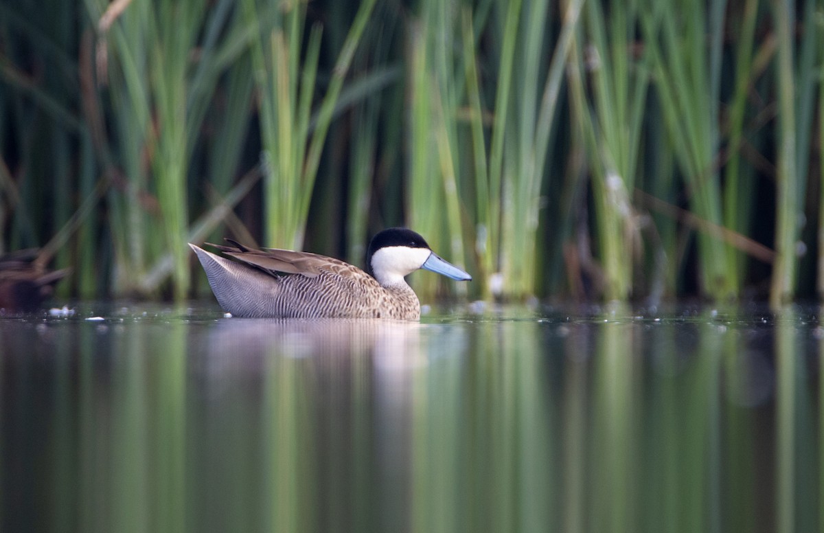 Puna Teal - David F. Belmonte