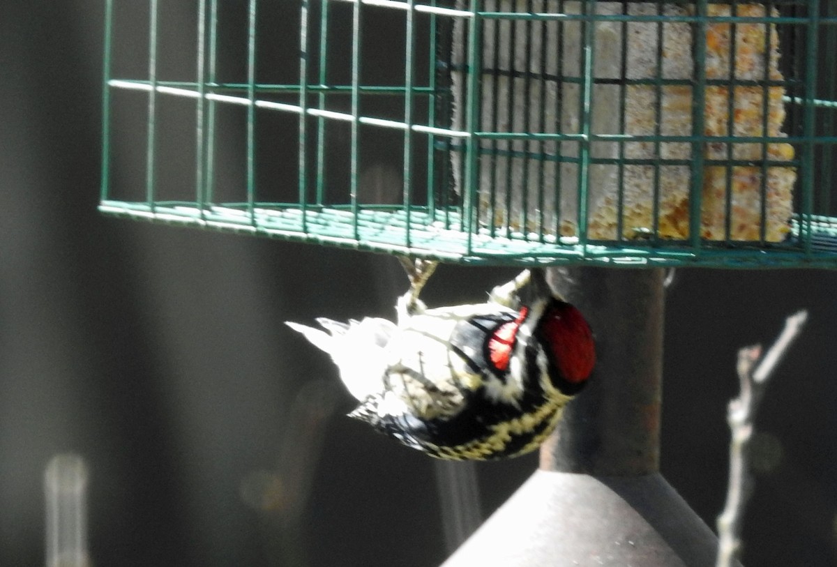 Yellow-bellied Sapsucker - ML553075591