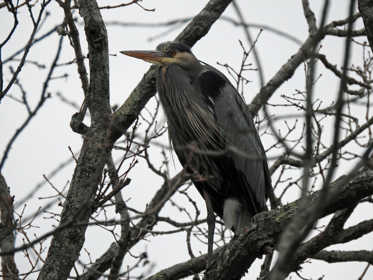 Great Blue Heron - ML553075911