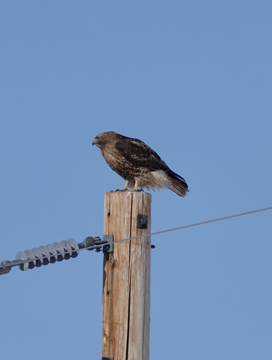 Red-tailed Hawk - ML553076831