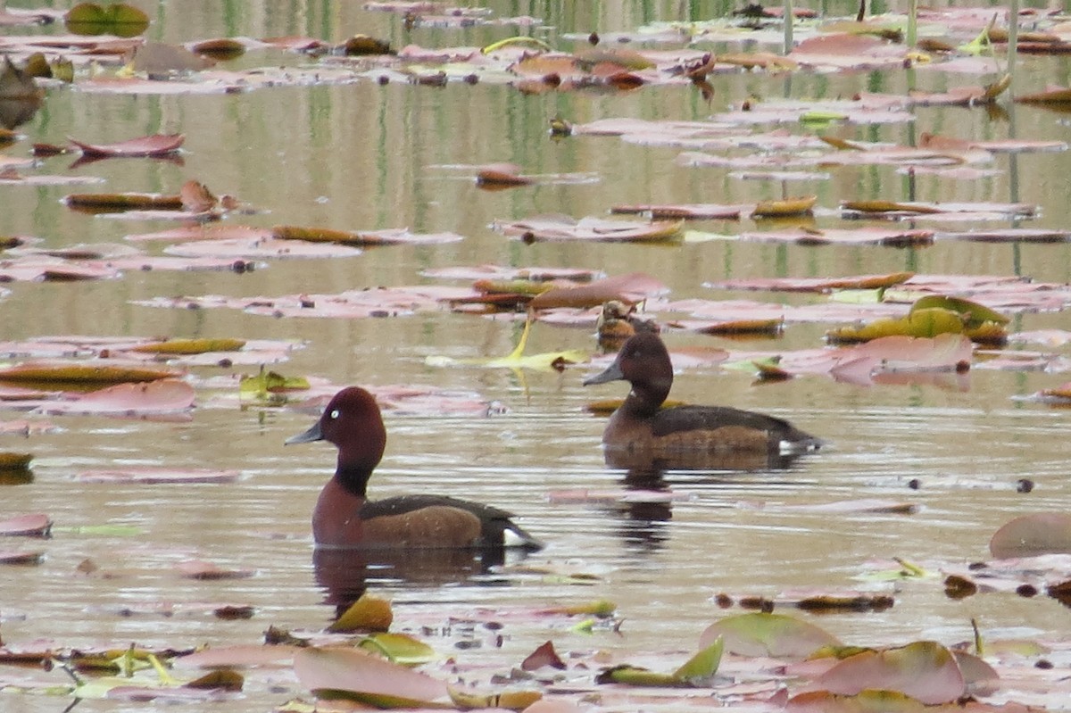 Ferruginous Duck - ML553076921