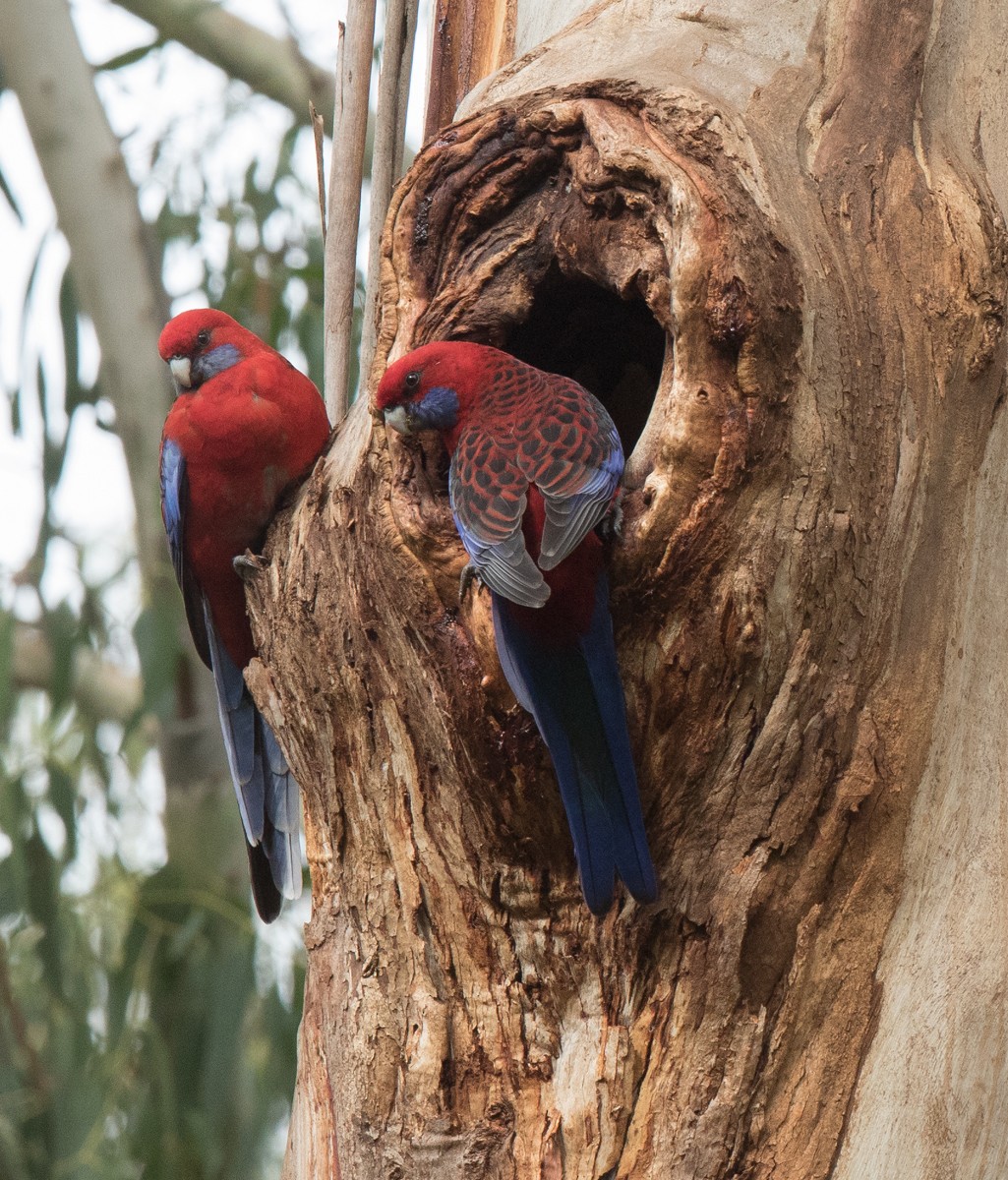 rosela Pennantova [skupina elegans] - ML55307741