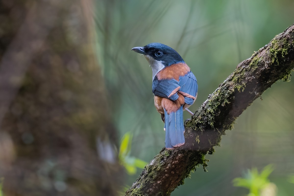 Black-headed Shrike-Babbler - Ngoc Sam Thuong Dang