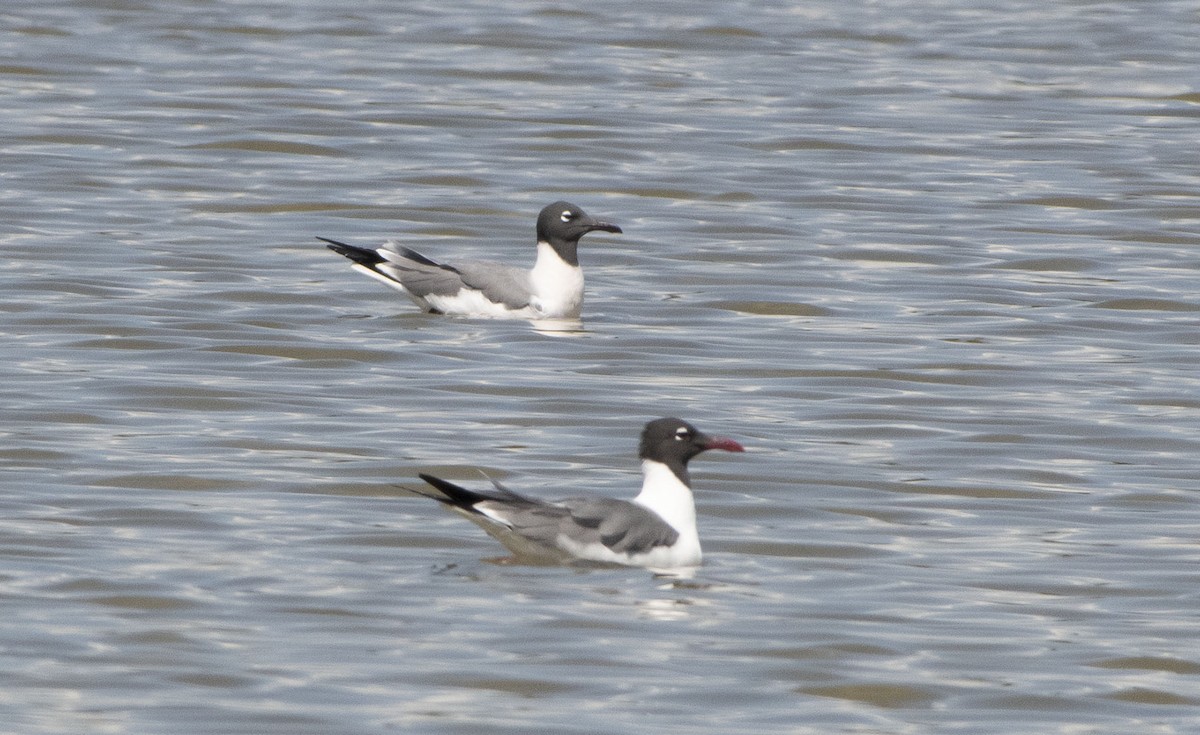 Mouette atricille - ML553077831