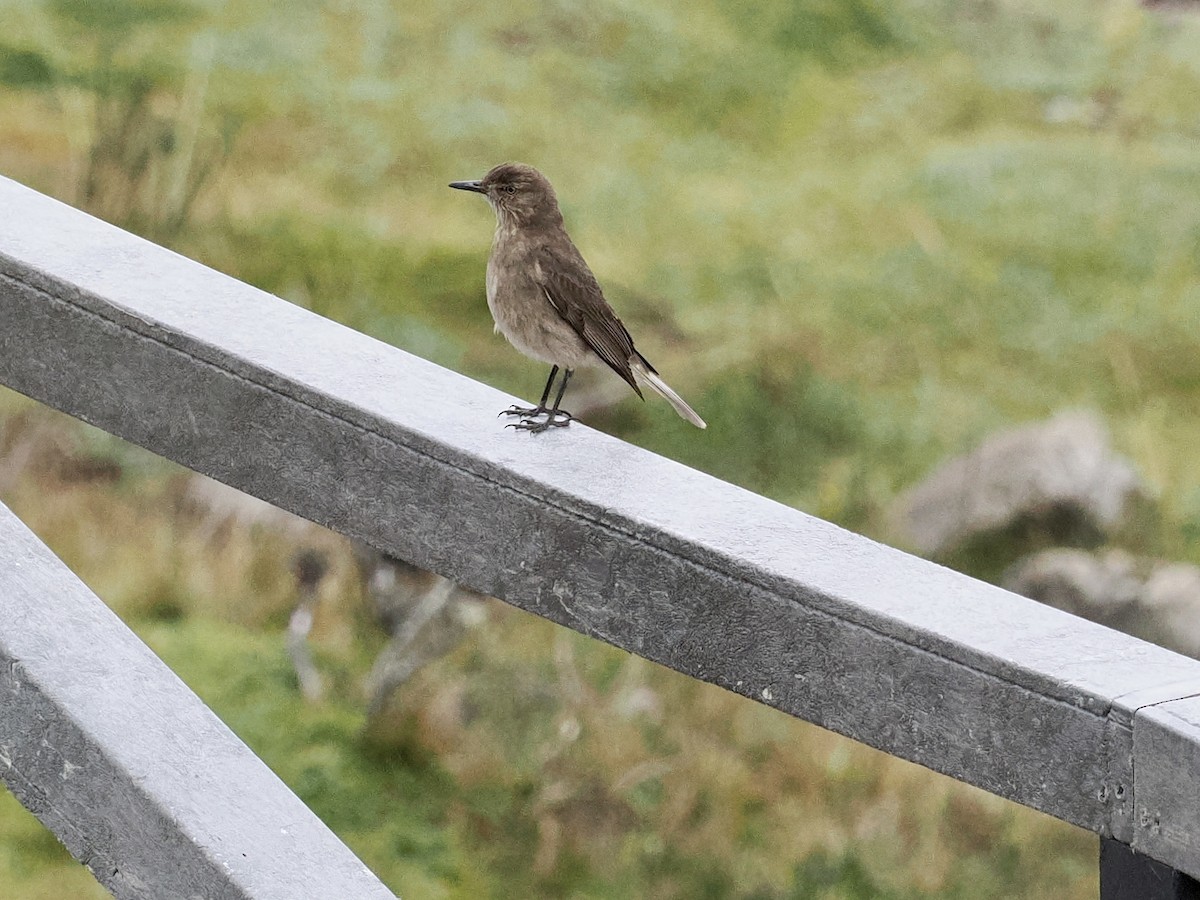Black-billed Shrike-Tyrant - ML553077871