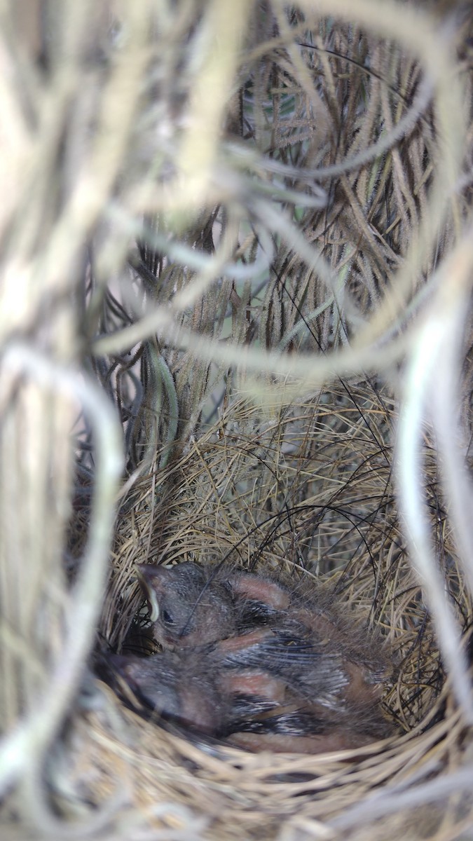 Yellow-bellied Seedeater - ML553078141