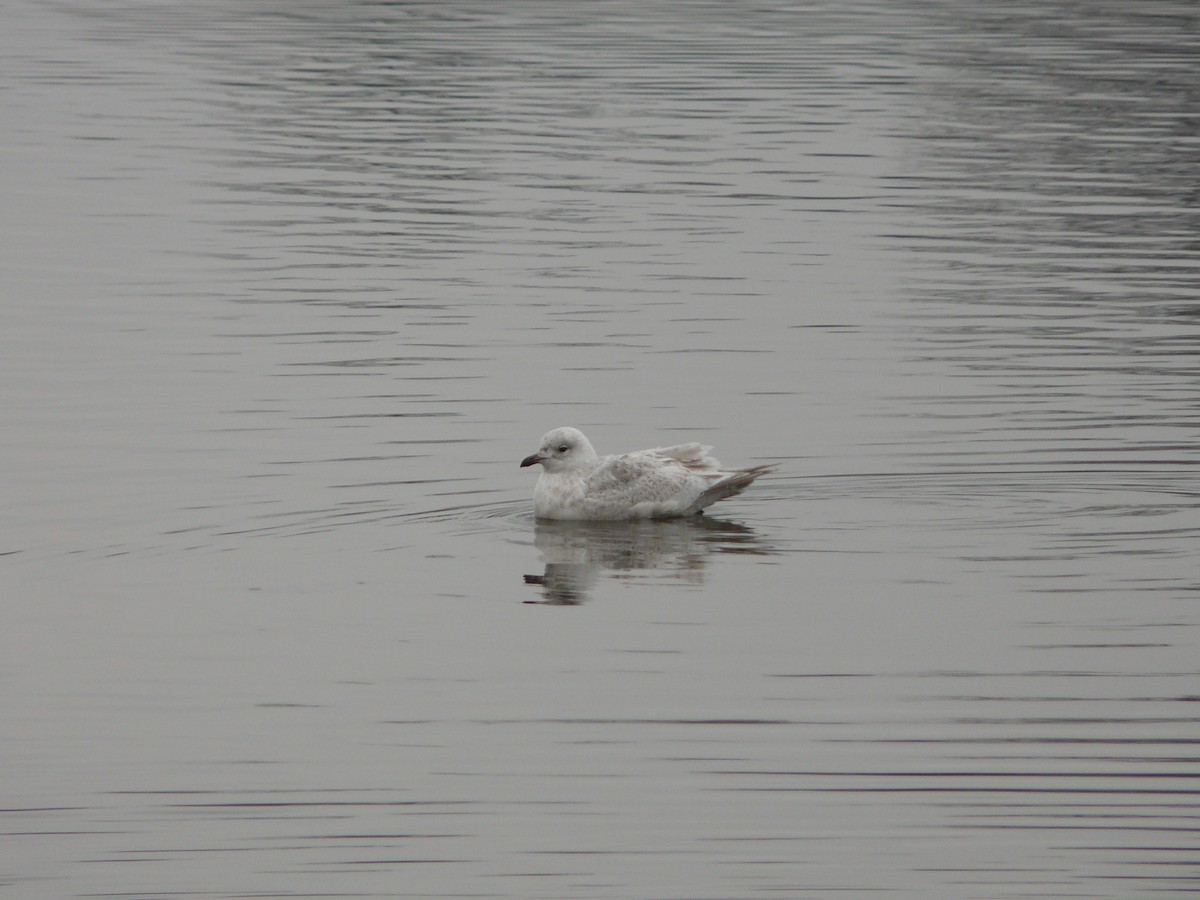 Iceland Gull (kumlieni/glaucoides) - ML55308071