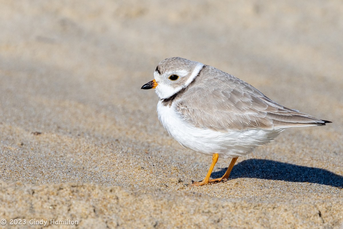 Piping Plover - Cindy Hamilton