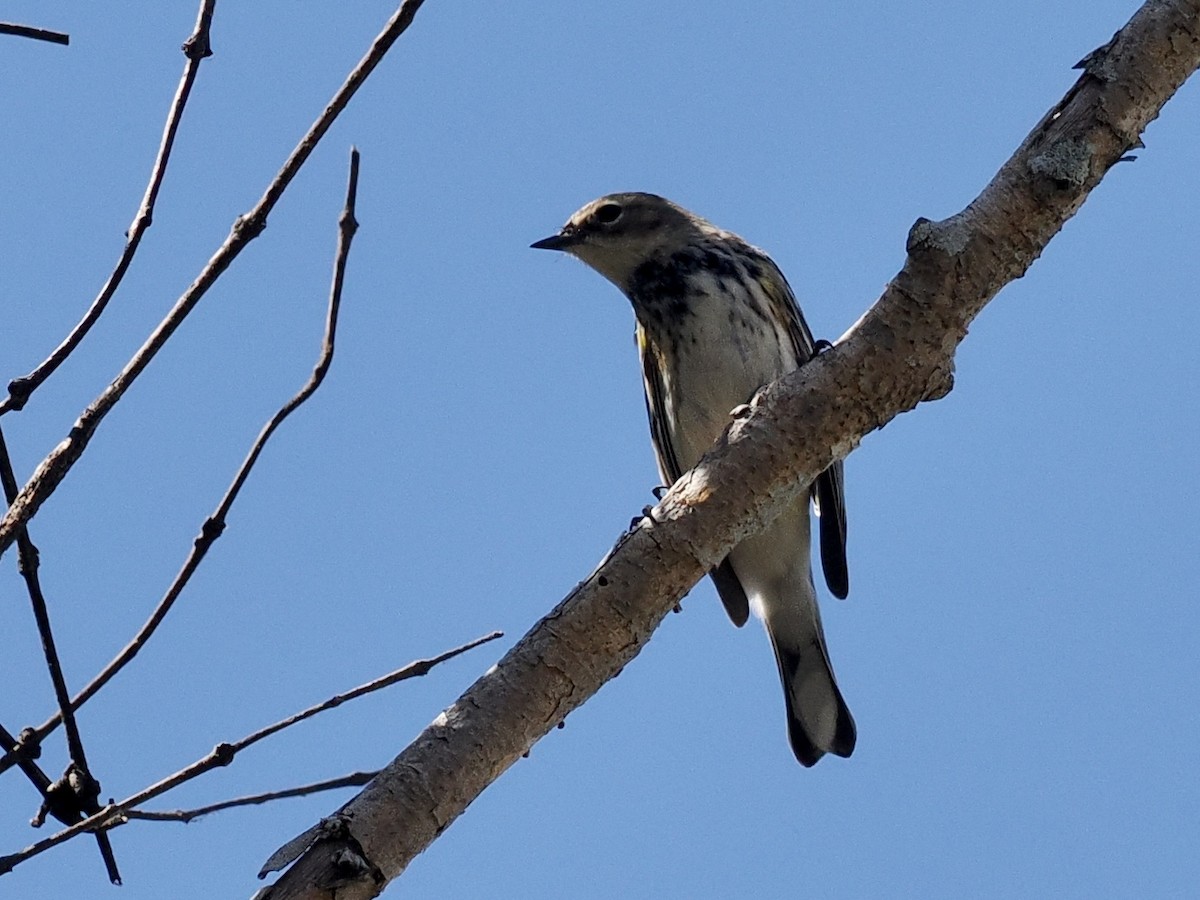 lesňáček žlutoskvrnný (ssp. coronata) - ML553081711