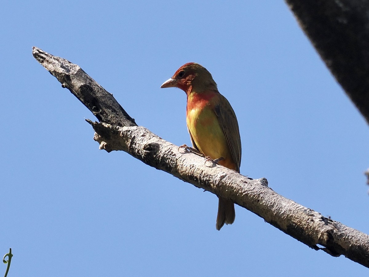 Summer Tanager - ML553081881