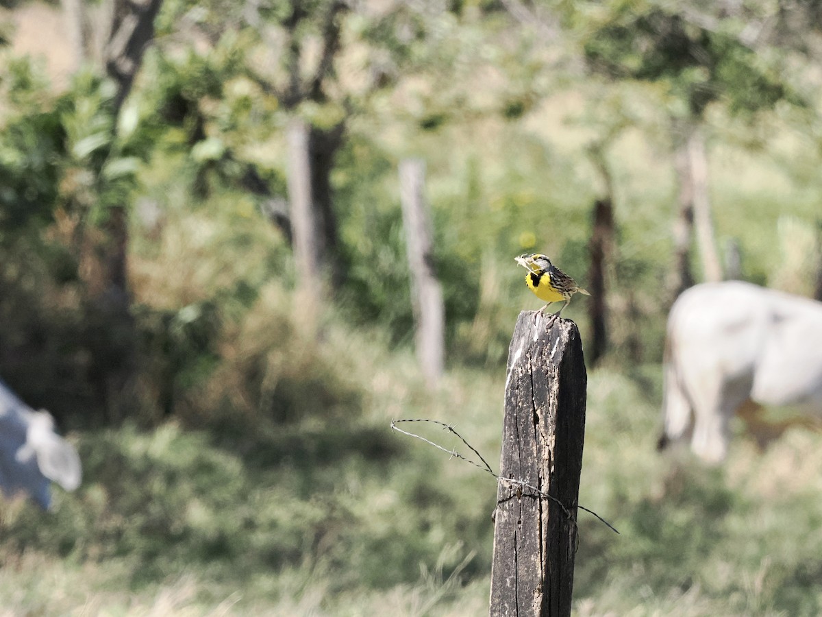 Eastern Meadowlark - ML553082031