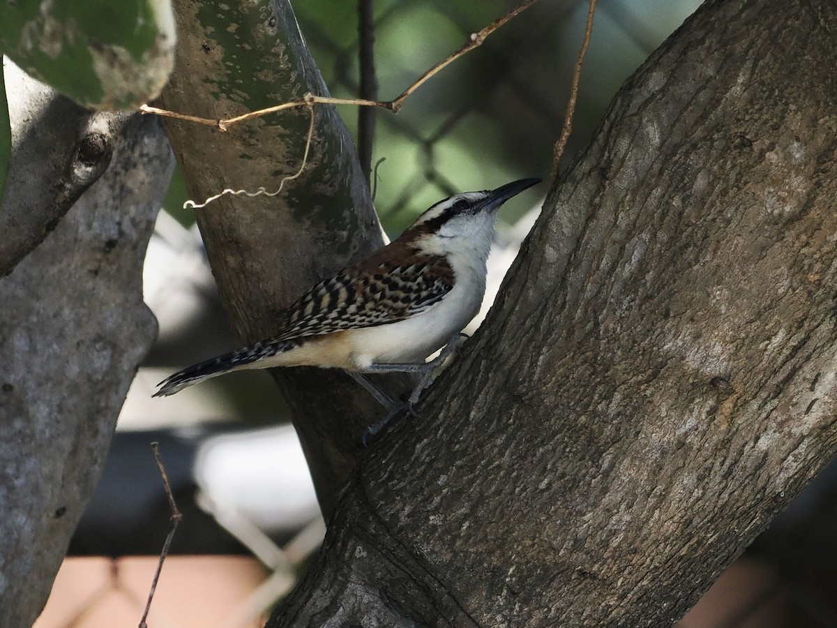 Rufous-naped Wren - ML553082201