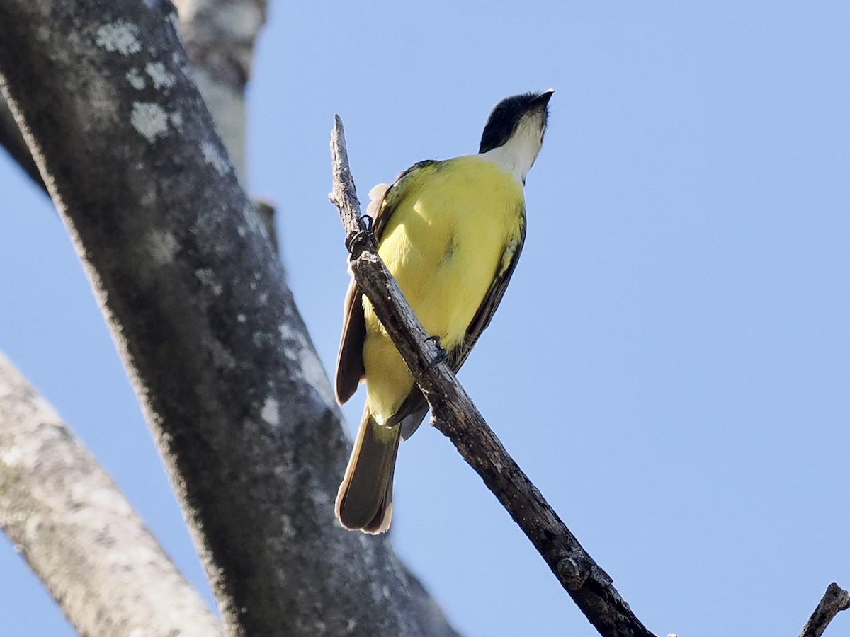 Social Flycatcher - ML553082281