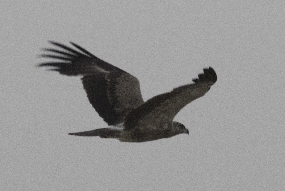 Tawny Eagle - Mohamad javad Rostami ahmadvandi