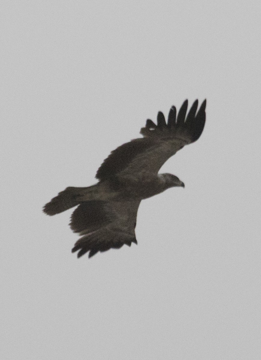 Tawny Eagle - Mohamad javad Rostami ahmadvandi