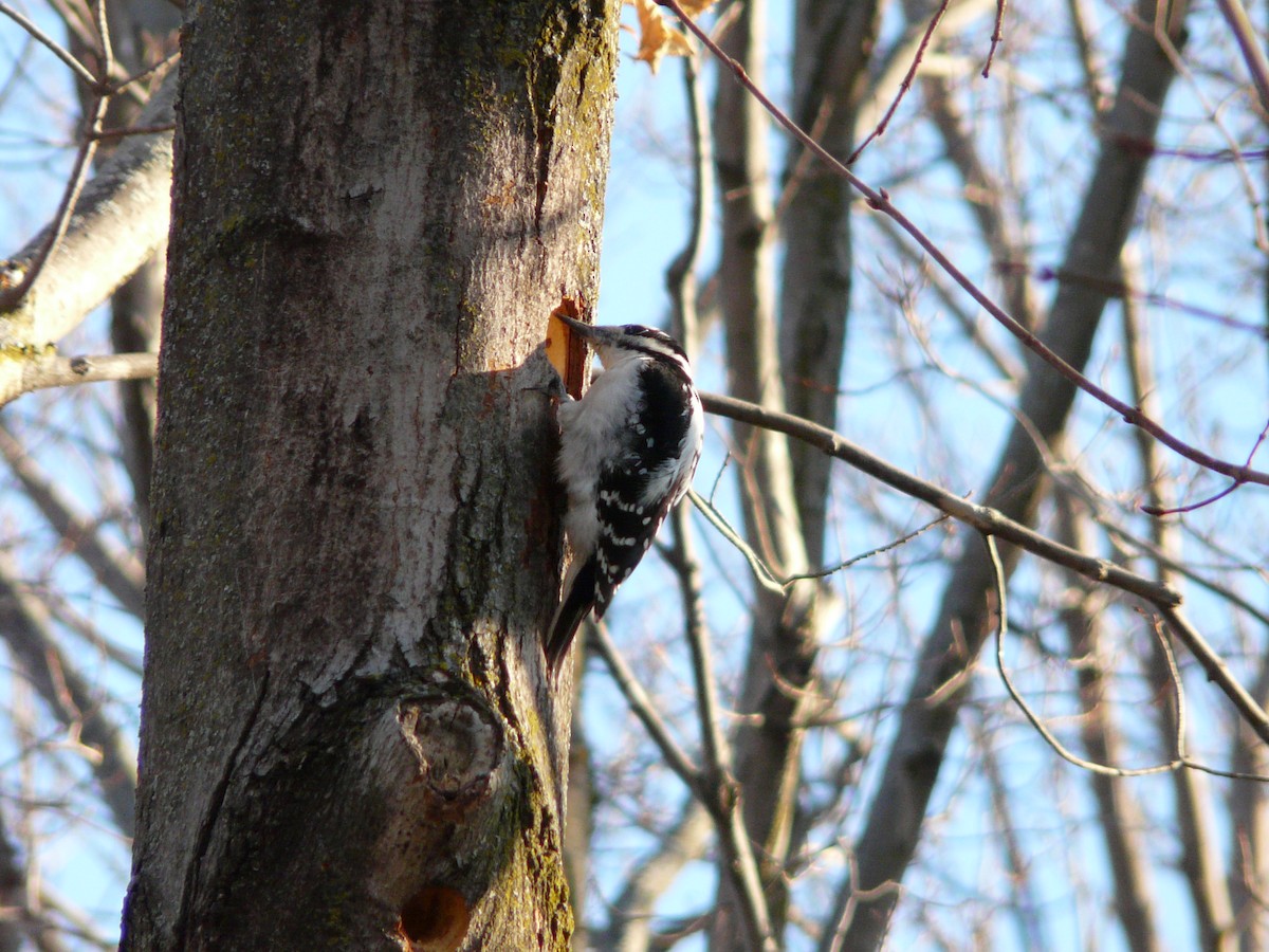 Hairy Woodpecker - Bill Crins