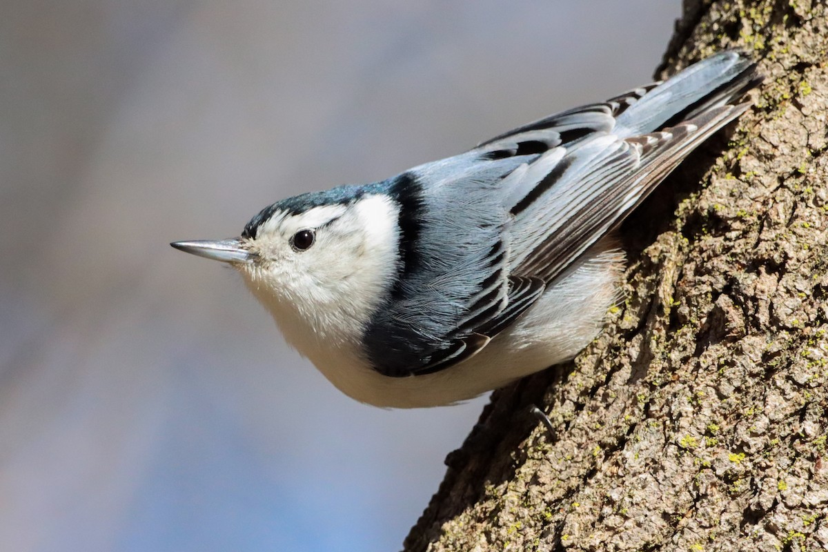 White-breasted Nuthatch - ML553083971