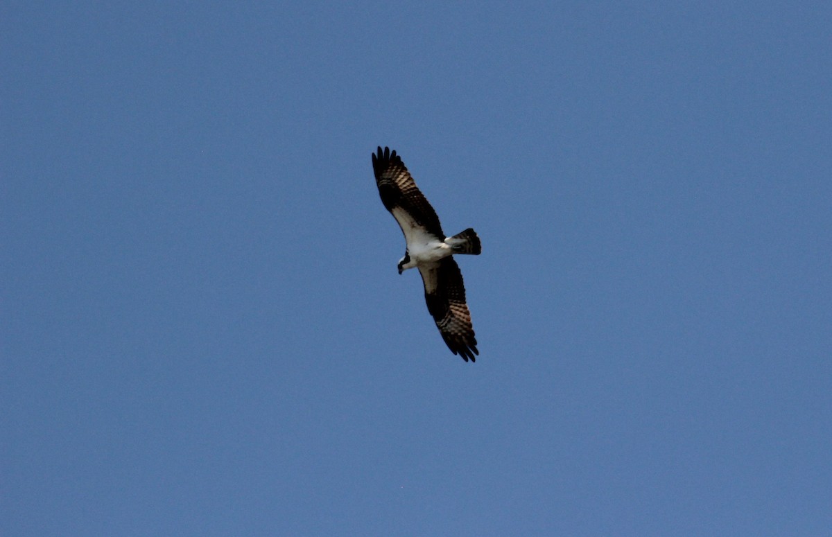 Águila Pescadora - ML553084031