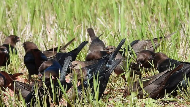 Brown-headed Cowbird - ML553084071