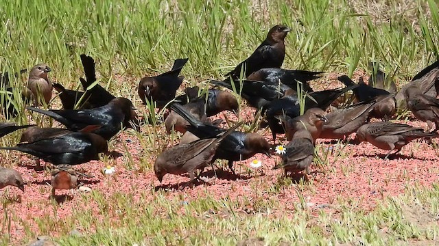 Brown-headed Cowbird - ML553084081