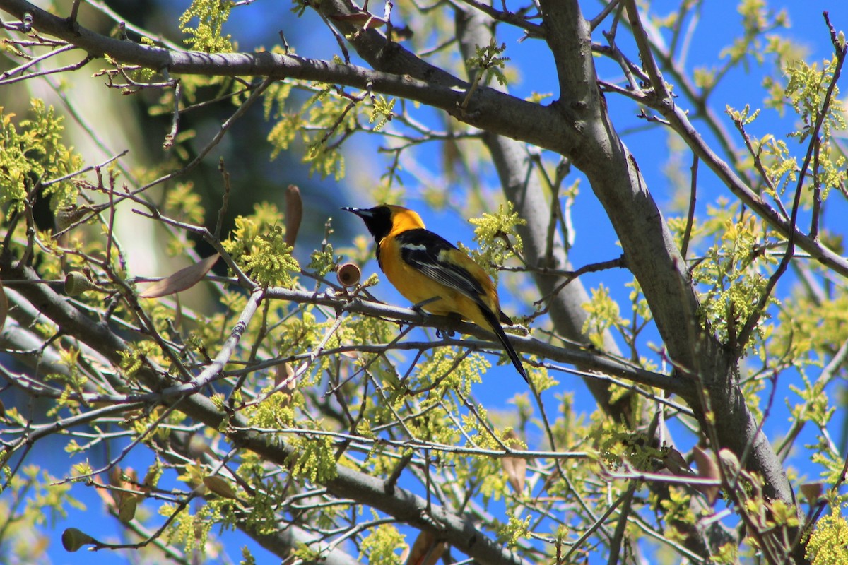 Hooded Oriole - ML553084451