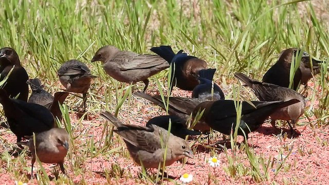 Brown-headed Cowbird - ML553084471