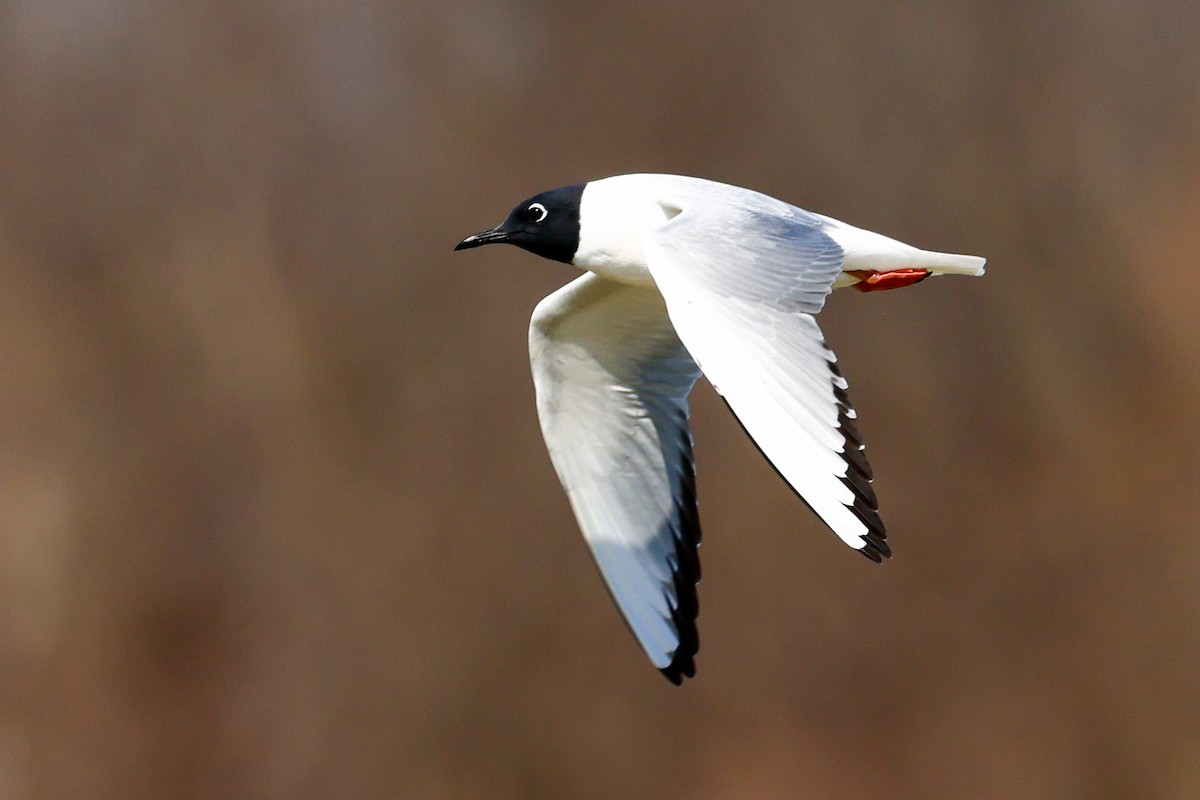 Bonaparte's Gull - Robin Janson