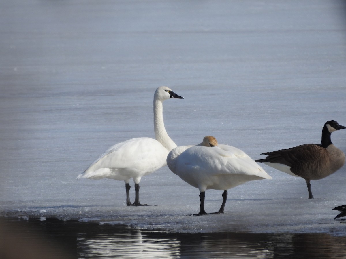 Tundra Swan - ML553084851