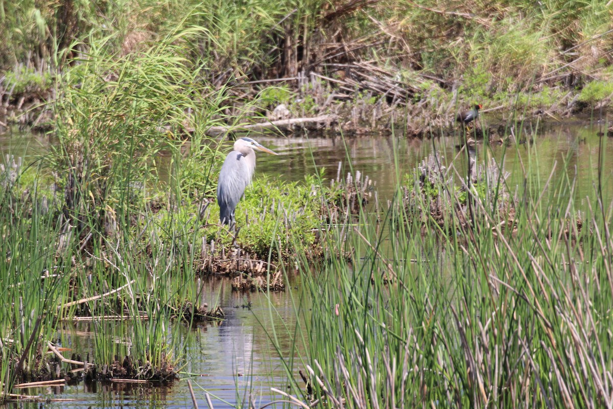 Great Blue Heron - ML553085171