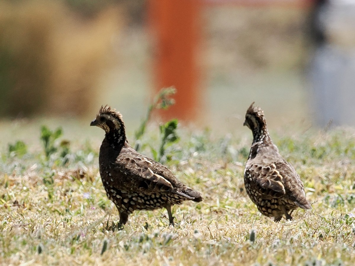 Crested Bobwhite (Spot-bellied) - Gabriel Willow