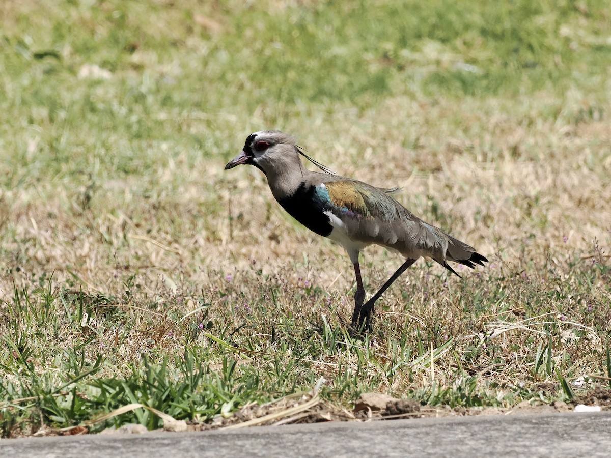 Southern Lapwing - ML553085671