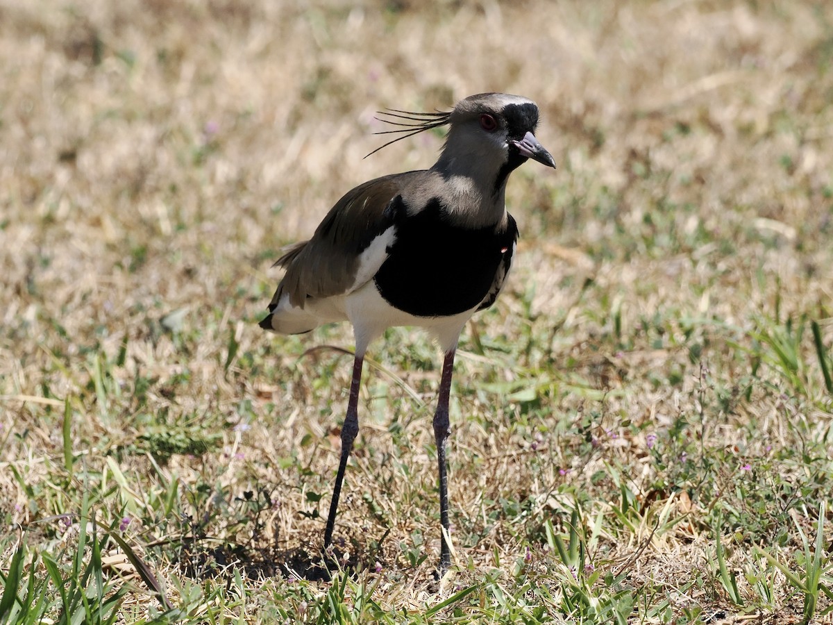 Southern Lapwing - ML553085681