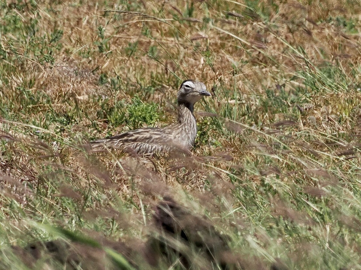 Double-striped Thick-knee - ML553085831