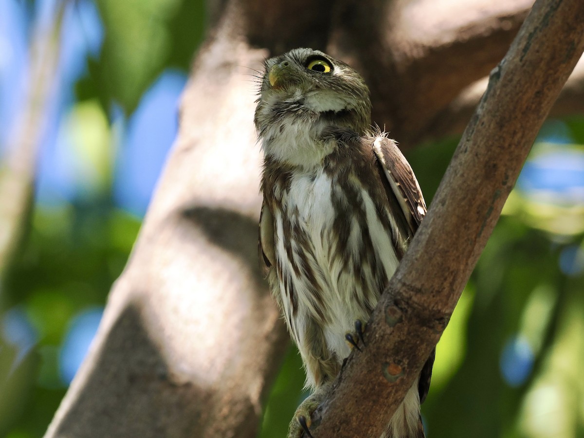 Ferruginous Pygmy-Owl - ML553085951