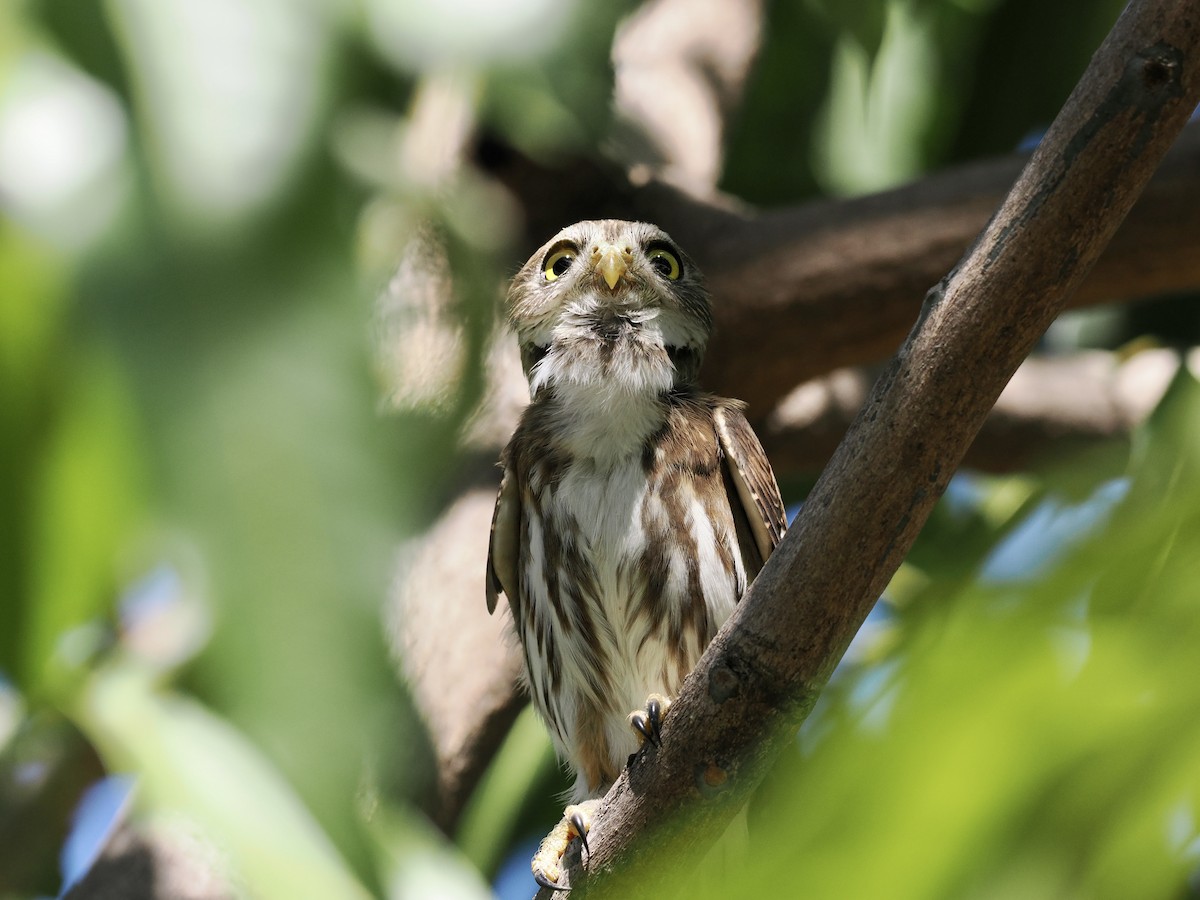 Ferruginous Pygmy-Owl - ML553085961