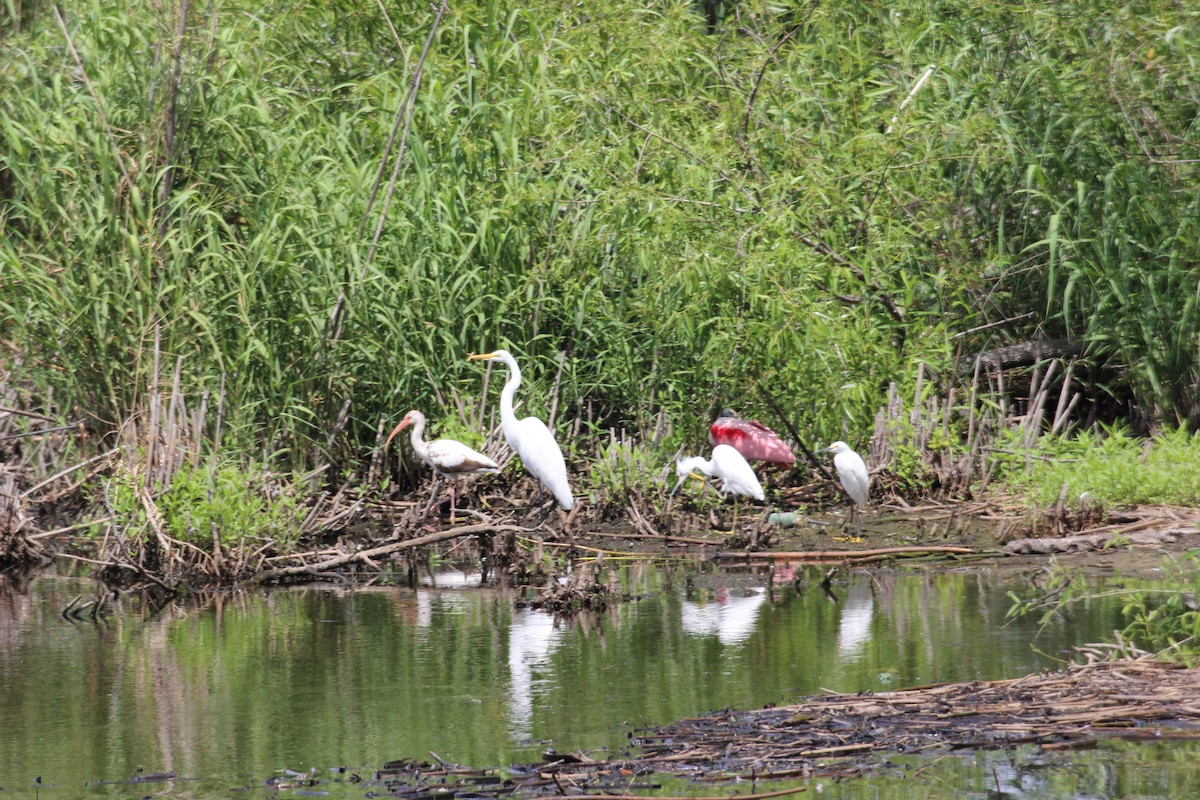 Roseate Spoonbill - ML553086491