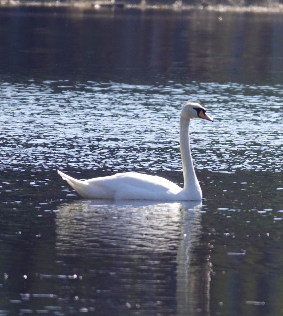 Cygne tuberculé - ML553087021