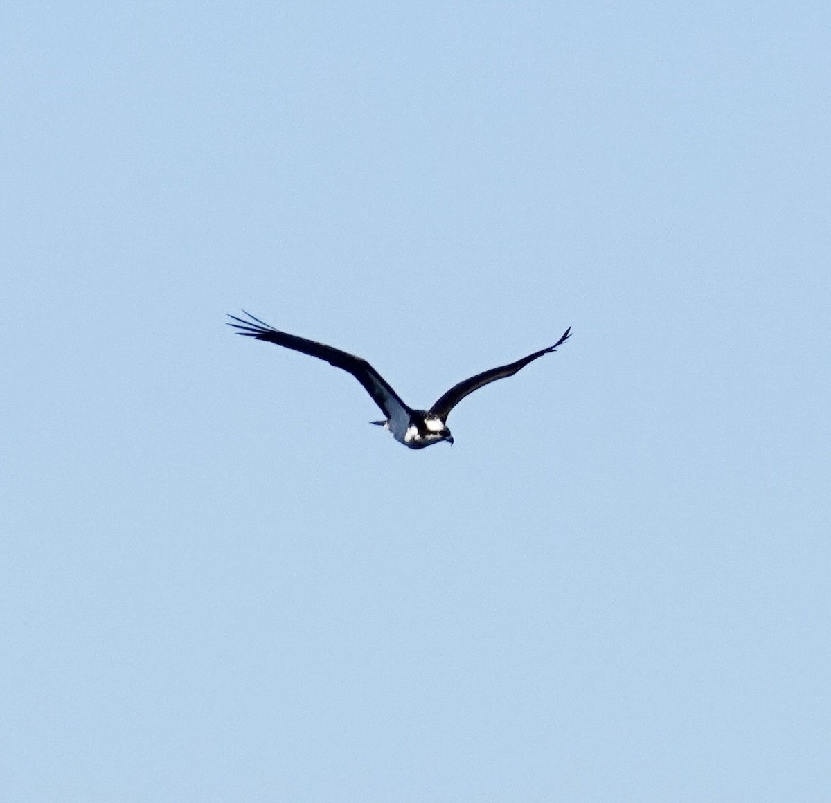 Osprey - ML553087991