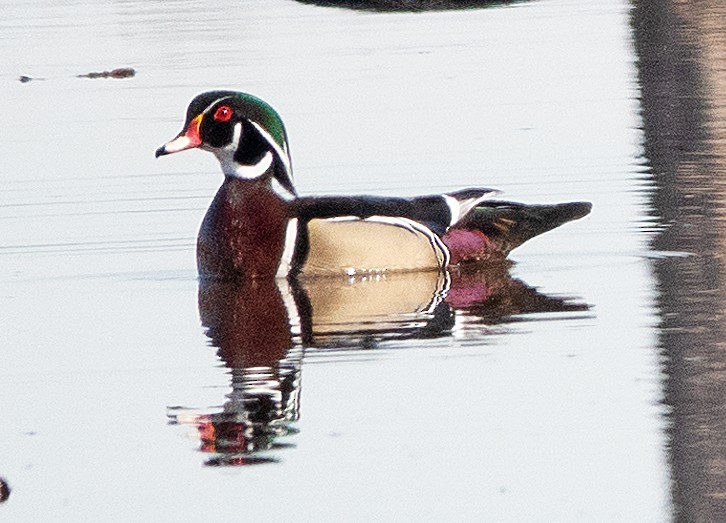 Wood Duck - ML553089421
