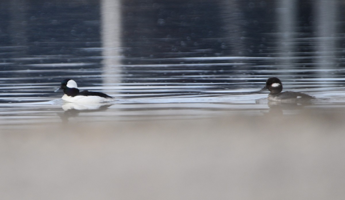 Bufflehead - ML553089701